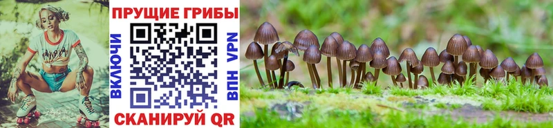 ссылка на мегу онион  дарнет шоп  Краснослободск  Галлюциногенные грибы мухоморы 